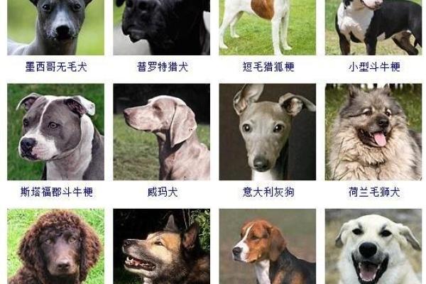 适合各品种狗狗的名字大全