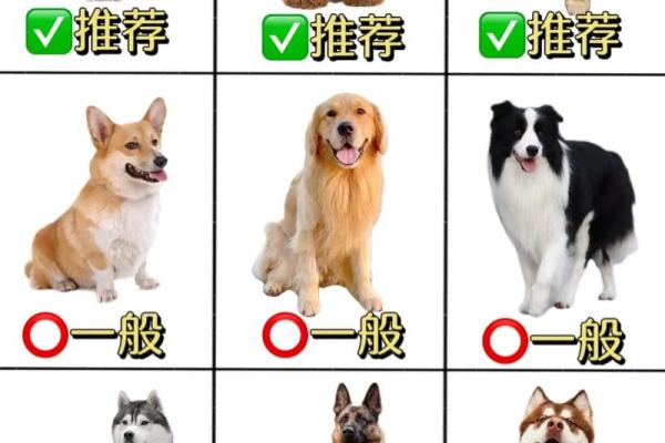 适合各品种狗狗的名字大全