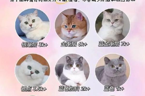 最适合小猫的可爱名字推荐