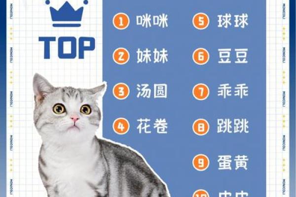 小猫名字大全：为新成员挑选一个完美名字