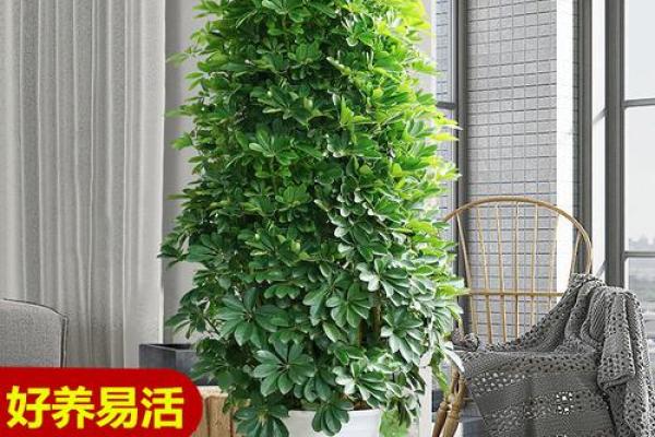 让办公室财运更旺的风水植物选项
