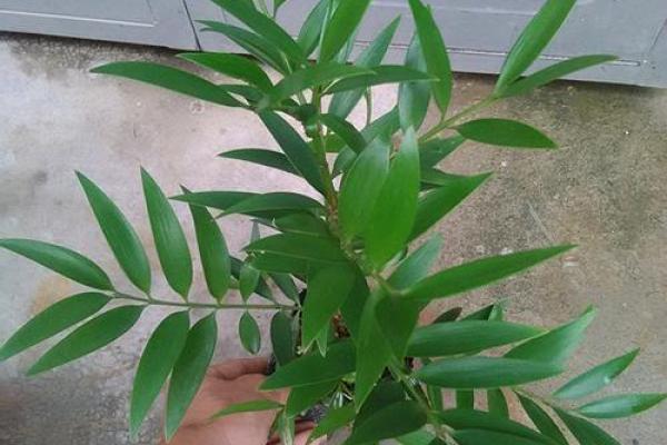 提升家居气运的风水植物——兴旺竹