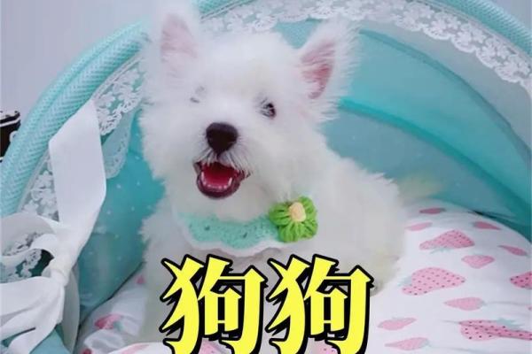 独一无二的狗狗名字灵感大集合