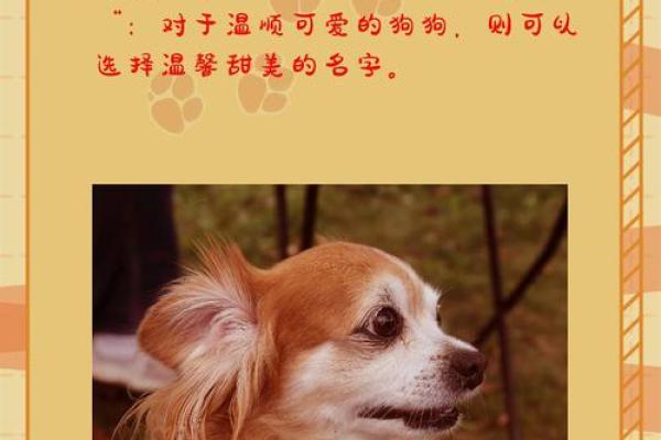 独一无二的狗狗名字灵感大集合