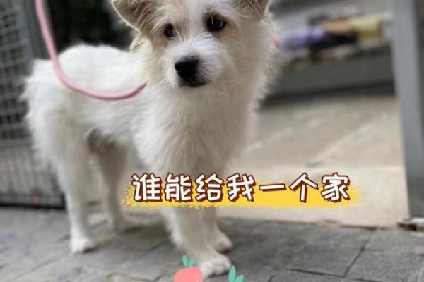 小狗名字与性格匹配的完美指南