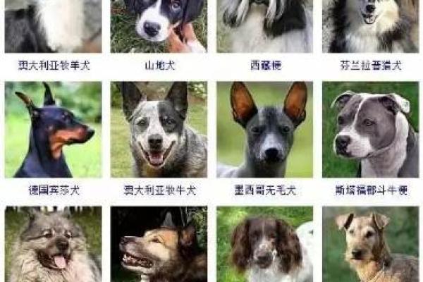 宠物名字大全：适合狗狗、猫咪的名字推荐