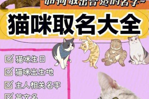 宠物名字大全：适合狗狗、猫咪的名字推荐