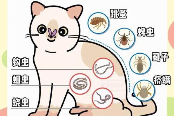 小猫名字的由来与命名背后的故事