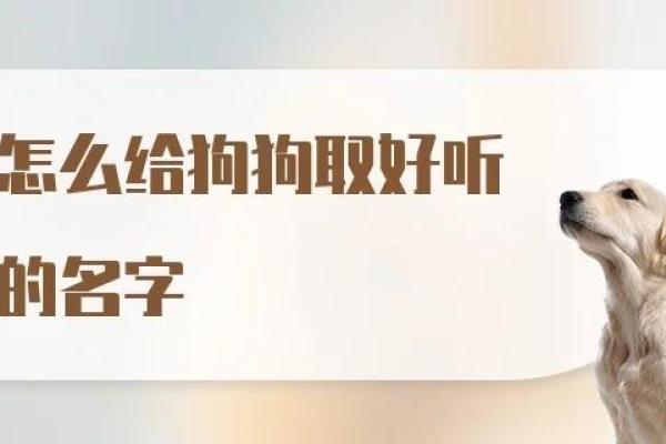 如何为你的宠物取一个既好听又有意义的名字