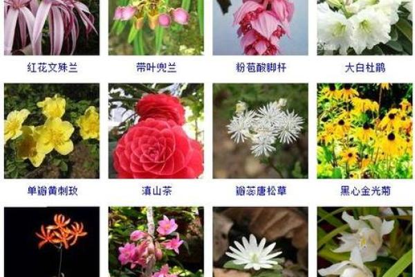 探索世界各地花朵的独特名字