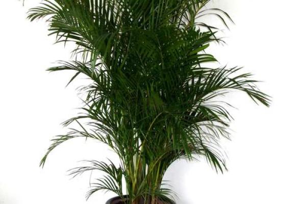 家居风水植物摆放技巧提升居家运势的五个方法