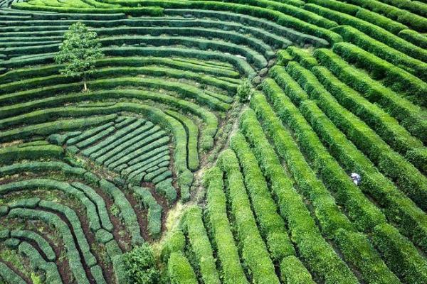 探访福建茶园：茶文化与自然风光的完美结合