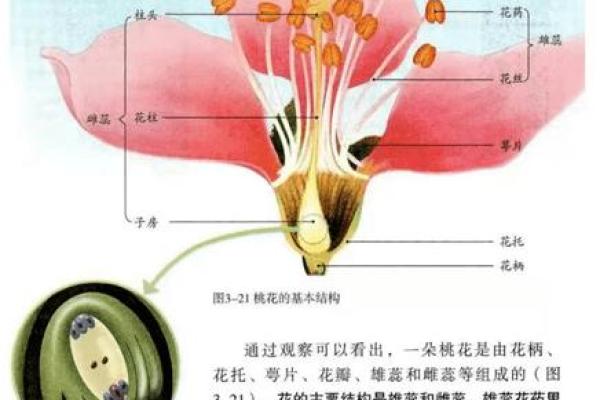 花卉名称的由来与语言中的魅力