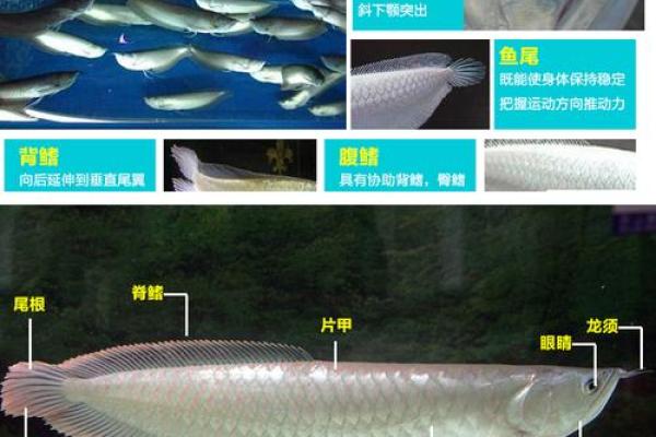 招财风水鱼的选择与养护秘籍