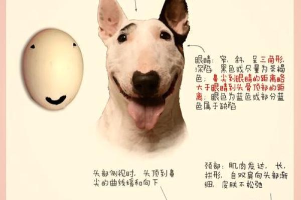 打造与狗狗个性相符的名字，展现特别魅力