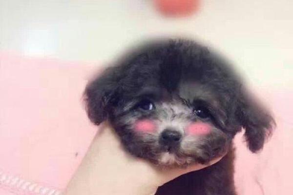 给宠物起名字的创意灵感大汇总