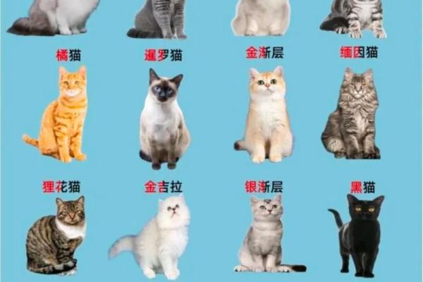 从猫咪的品种到性格，为猫取个完美名字