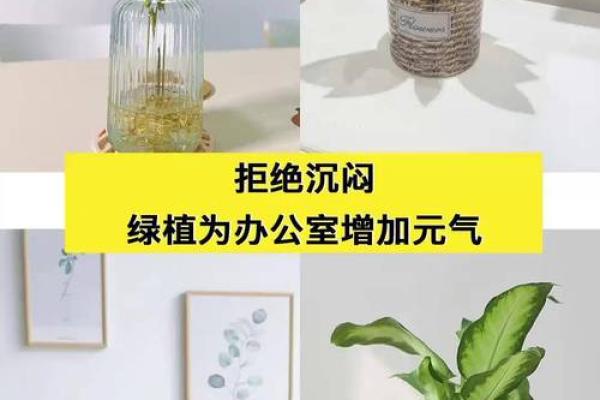 破解办公室养花风水禁忌的正确方法