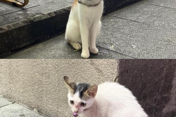 如何为你的猫选择一个独特又有意义的名字