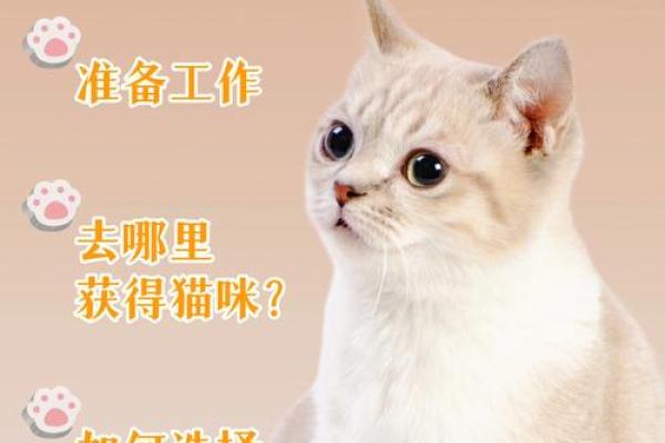 如何为你的猫选择一个独特又有意义的名字