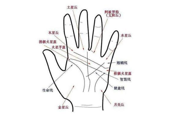 探索手相学：男左女右到底是什么意思