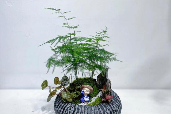 花的名字背后的故事与象征意义