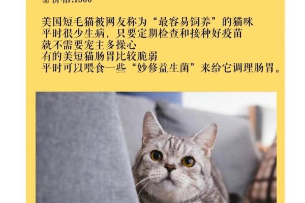 适合不同性格小猫的名字选择