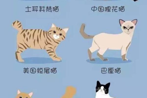 宠物名字的选择技巧：如何让名字更具特色