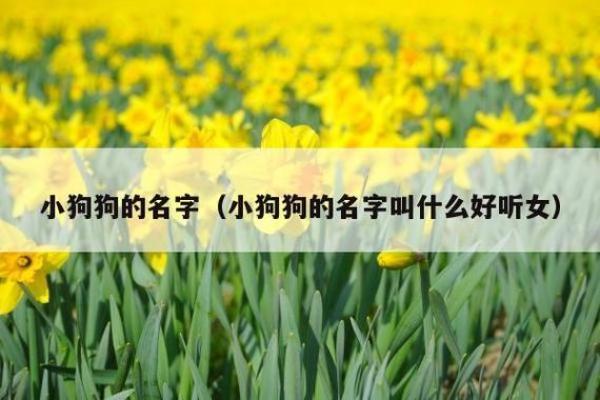 挑选小狗名字时，如何避免常见错误