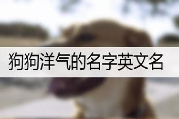 挑选小狗名字时，如何避免常见错误