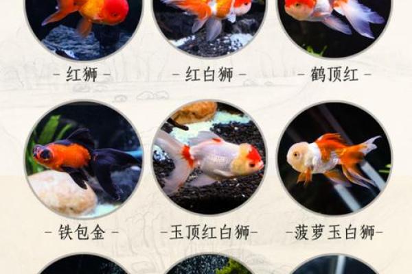 风水招财鱼摆放位置和数量的关键