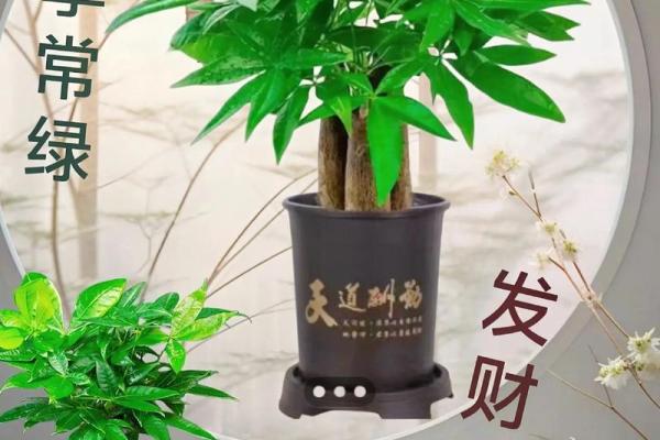招财树的风水摆放秘诀助你事业腾飞