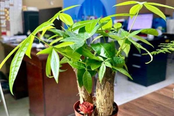 如何根据风水学摆放招财树吸引财运