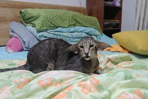 有趣又易记的猫咪名字灵感分享