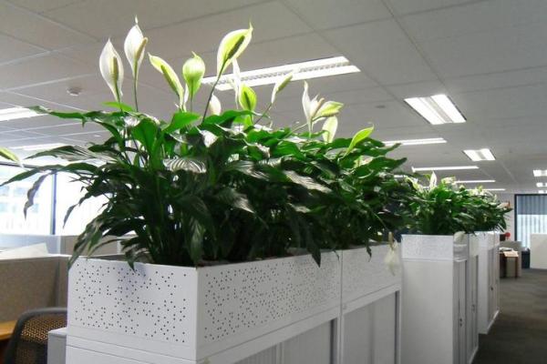 如何通过植物摆放改善办公室风水
