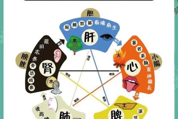 五脏五行理论在中医养生中的应用与实践