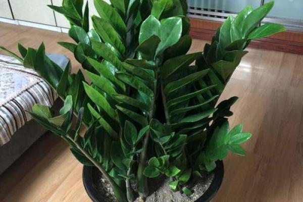 家居风水植物推荐 增运祈福的绿植选择