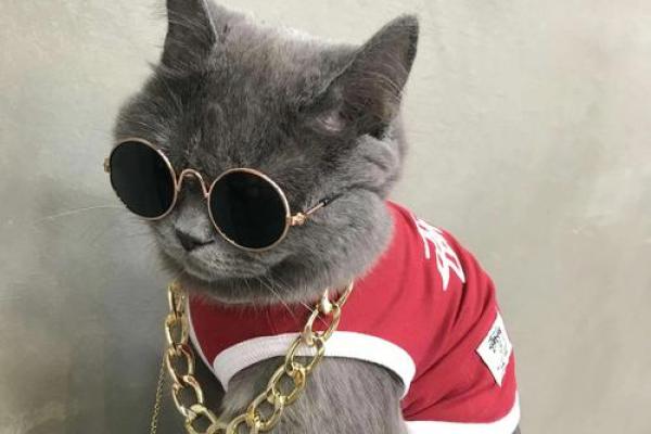 给猫咪取名字的艺术：从性格到外貌全方位考虑