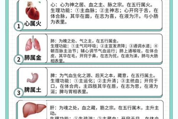 五行与五脏相生相克的奥秘解析
