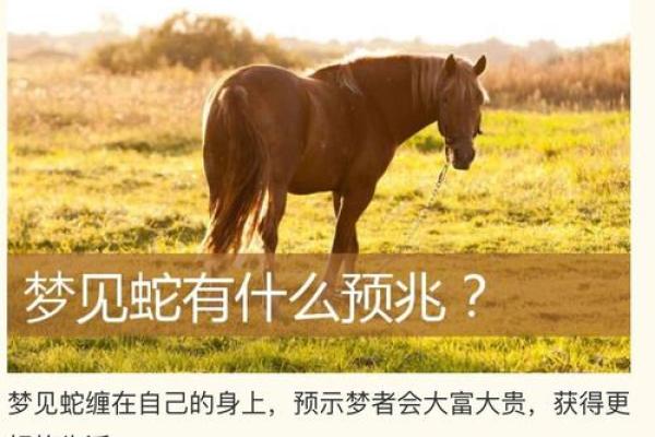 梦见蛇的常见解释及背后的深层含义