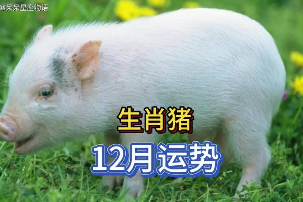 属猪今日运势解析：财运、健康与感情运势全面分析