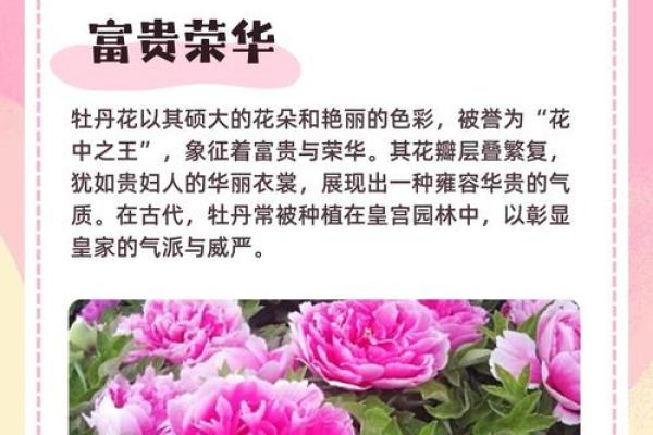 风水中招财利运的牡丹花摆放技巧与禁忌