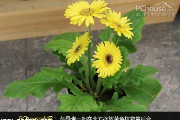 如何选择办公室植物以增强职场运势