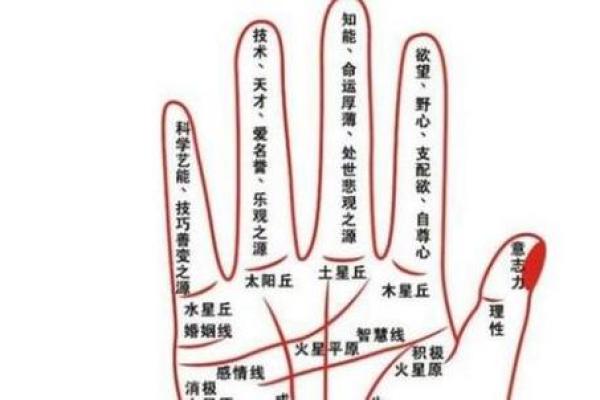 手掌手相揭秘：如何通过掌纹看透人生走向