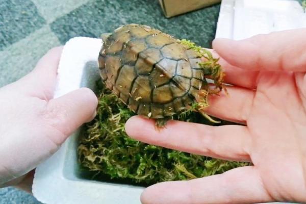 如何在办公室养龟避免风水不利影响