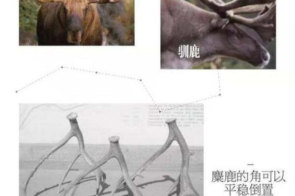 解析梦中老鼠的不同象征和心理含义