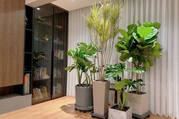 提升家庭运势的必备家居植物及其摆放方法