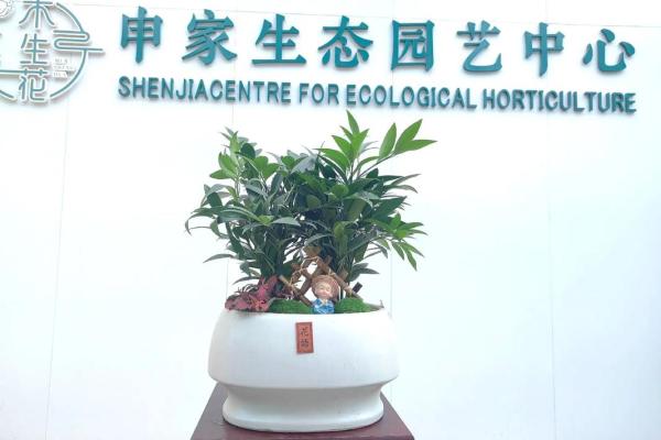 兴旺竹在家居风水中的作用与最佳摆放位置