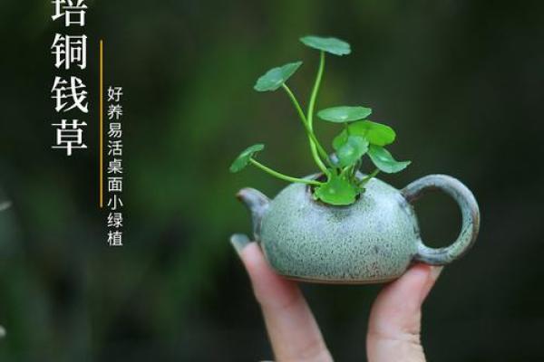 如何利用铜钱招财风水提升家居运势