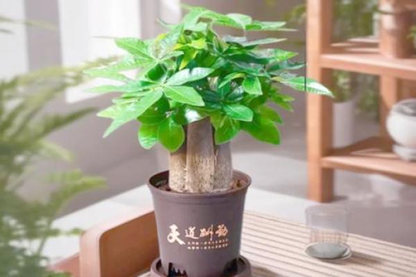 风水大师独家秘籍：公仔摆放，让你的运势飙升！